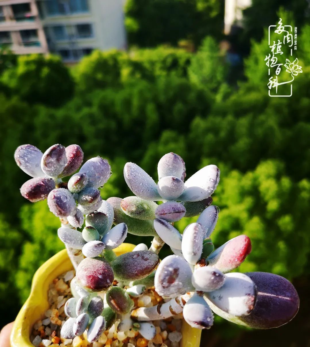  萌化|当粉粉的多肉捧在手心，我体验到了什么叫“萌化了心”