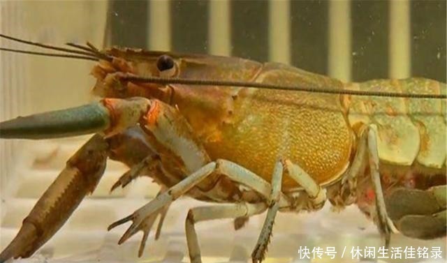 混养|水池中混养龙虾,学会这几招,不赚钱都不行