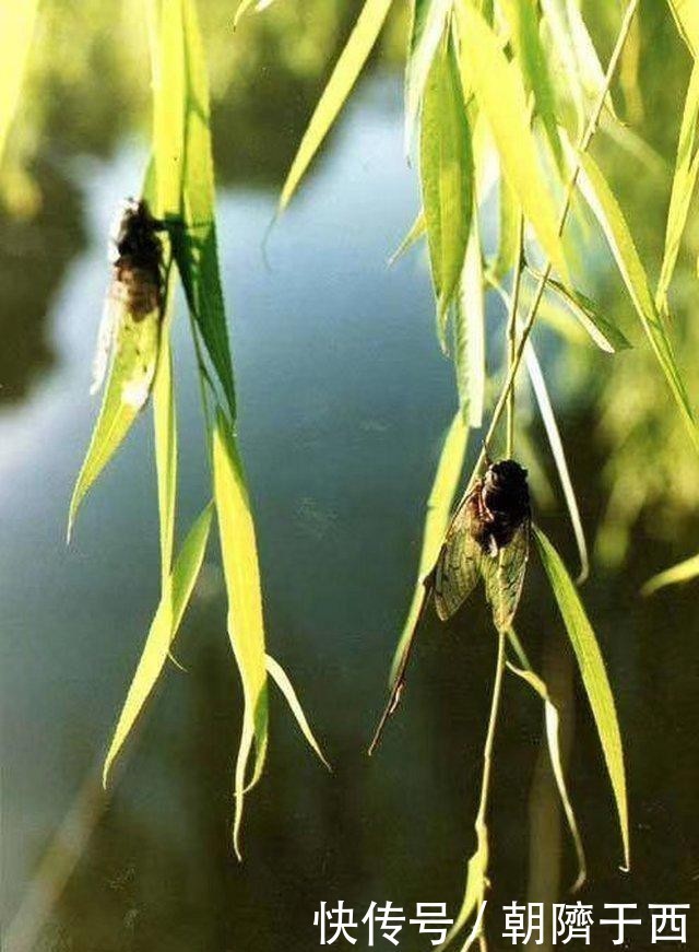  思宏|《听琴曲》-新韵-思宏原创