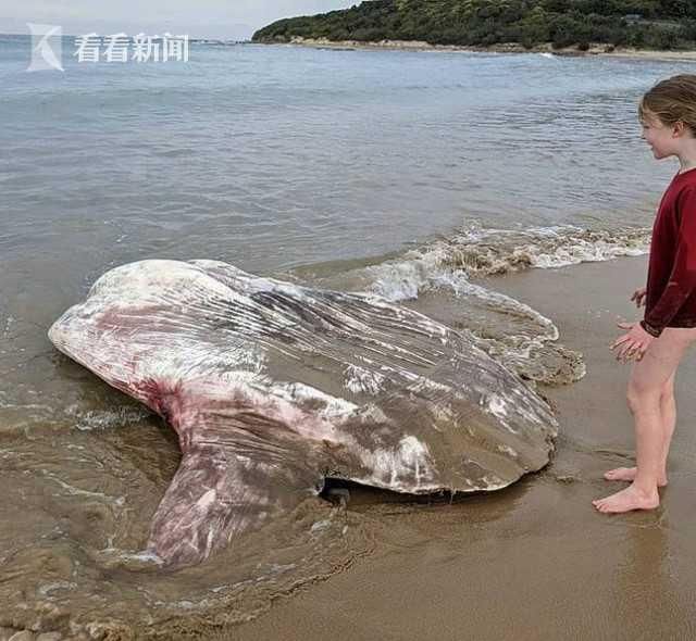  海滩|澳大利亚海滩惊现奇葩生物 长相如外星人