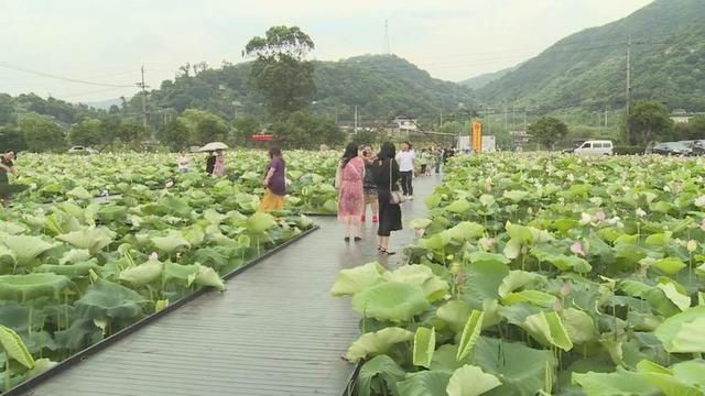 推进|苍南：夯实基础 稳步推进村级组织换届