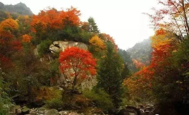  阴平古道|醉美唐家河，又见枫叶红~