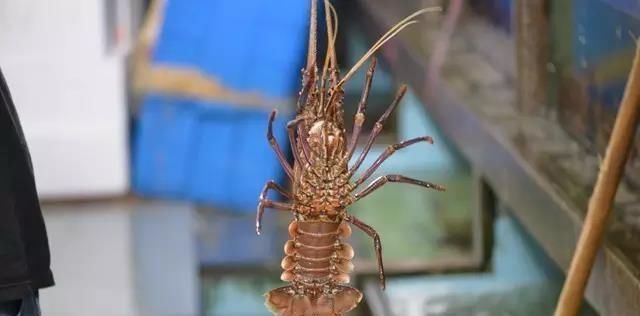 海鲜|世界上65种珍奇海鲜,贝爷都不敢说全部吃过,你吃过几种