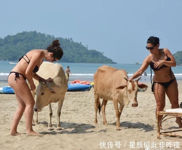 到底|印度,到底让不让吃牛肉?|地球知识局