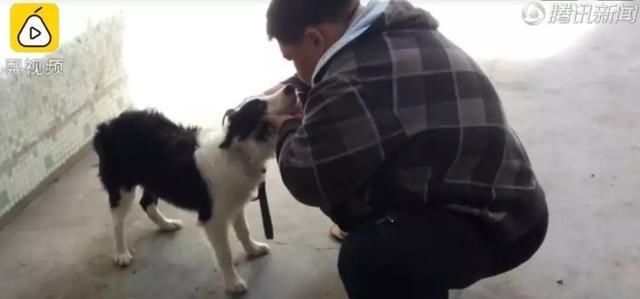  减肥手术|想减肥？养只狗吧！这只狗狗帮主人一年瘦了260多斤