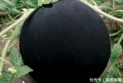吓一跳|5款“奇葩”西瓜,第1见都没见过,第3切开吓一跳