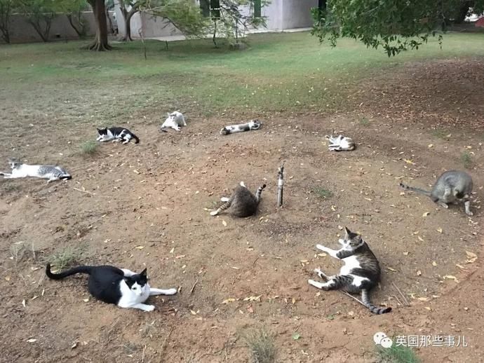  沙漠|霓虹妹子嫁到阿联酋，在5万平米的沙漠＂后院＂里养猫养骆驼?!