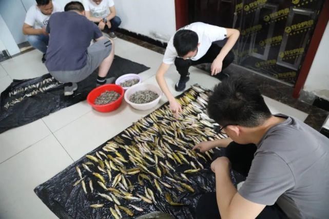 嫌疑人|重拳出击！抓获违法犯罪嫌疑人44名！