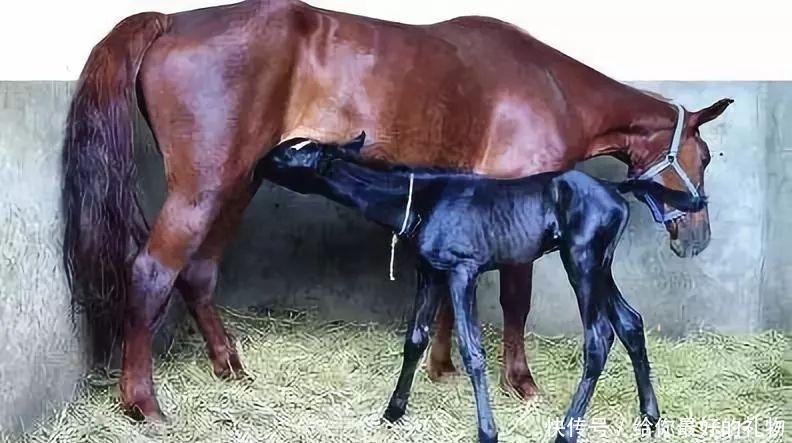 快速|汗血马: 技术输入后的快速退化典型