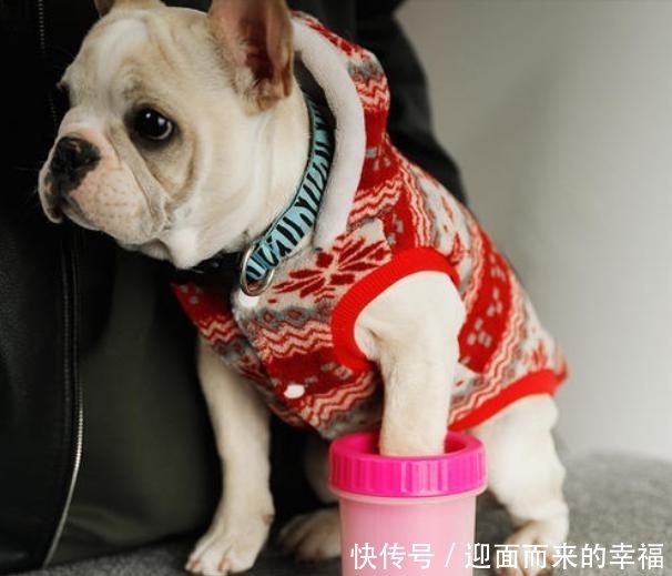  受伤|一摸“狗爪子”，狗狗就缩回来，有7个原因