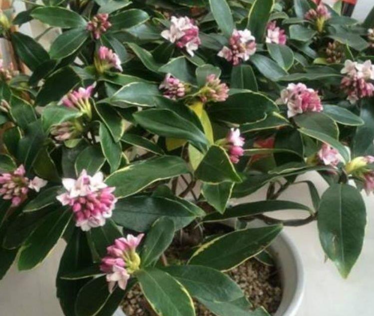 家里|3种花很耐养,家里养一盆,招财纳福好运来,日子越过越红火