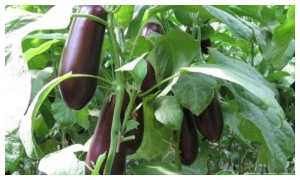  颜色|目前茄子价格多少钱一斤？如何挑选新鲜的茄子？