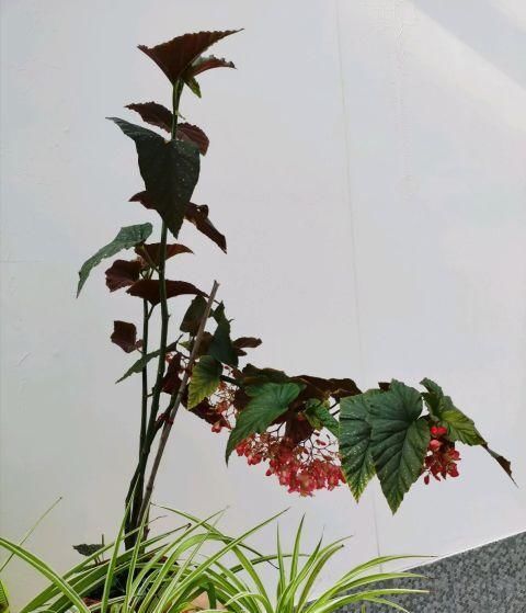 花赏|总是抱怨秋海棠难度夏，不如扦插备份，从夏季开到早秋