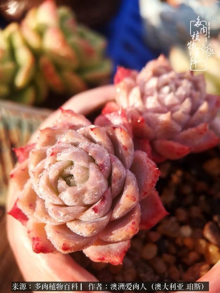 血放|多肉让你把血放，文玩掏空你家当，你要在哪个坑里乘风破浪？