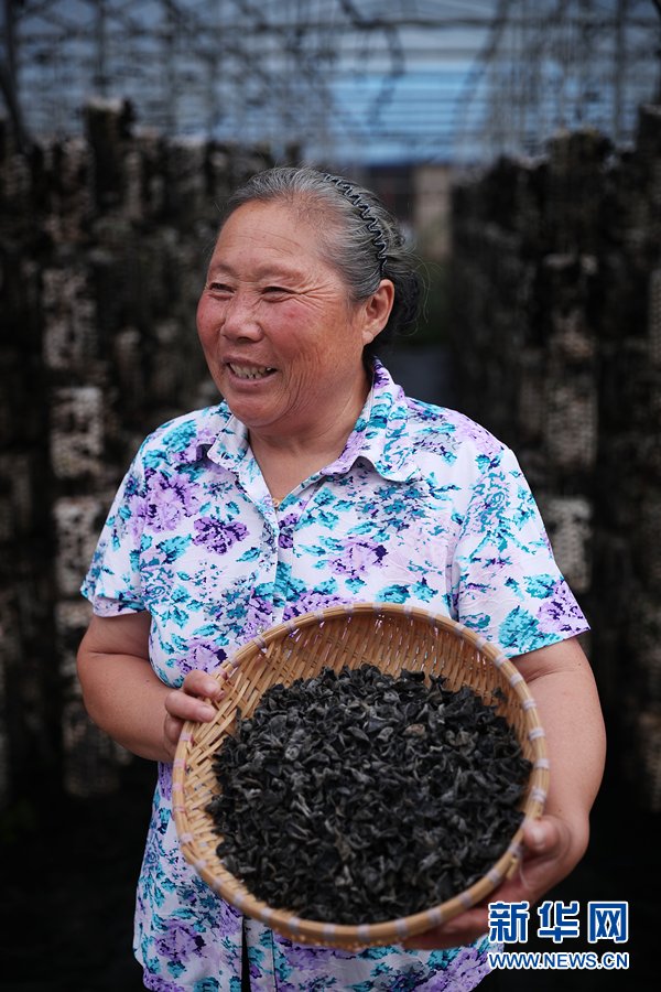 大棚里|【幸福花开新边疆】张大妈家的一把木耳