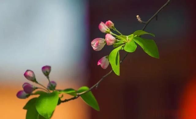 面子|为什么不要脸的人,往往活得更有面子