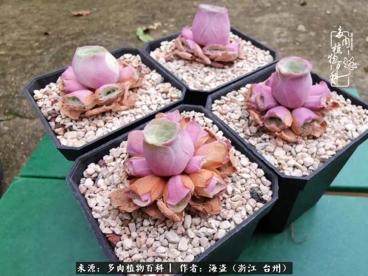  梅雨季|干货：高温高湿梅雨季，山地玫瑰养护提醒，帮你远离黑腐！