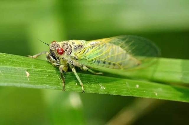 福泽|玉雕蝉的禁忌,你都了解吗?戴对才能腰“蝉”万贯、福泽一生!