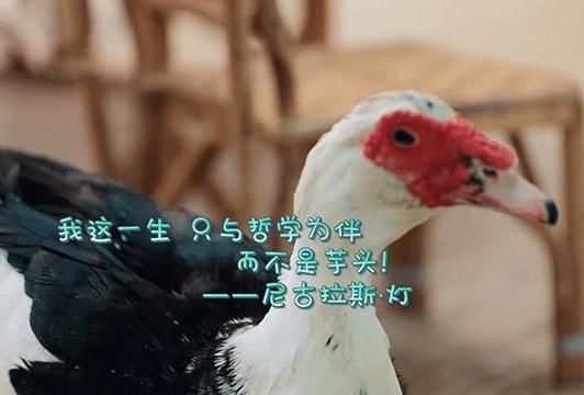  宋丹丹|向往的生活：宋丹丹、陈赫第三次返场，彭昱畅欺负妹妹的真相曝光
