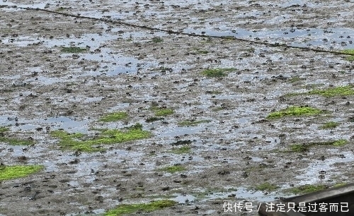 集结|百万泛滥的螃蟹大军集结，游客见状大呼“牙根痒痒”