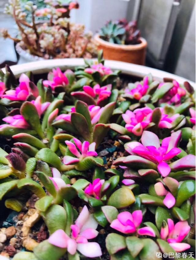  红宝石|小盆栽也可爱，盆越小，水越少，长得越好看