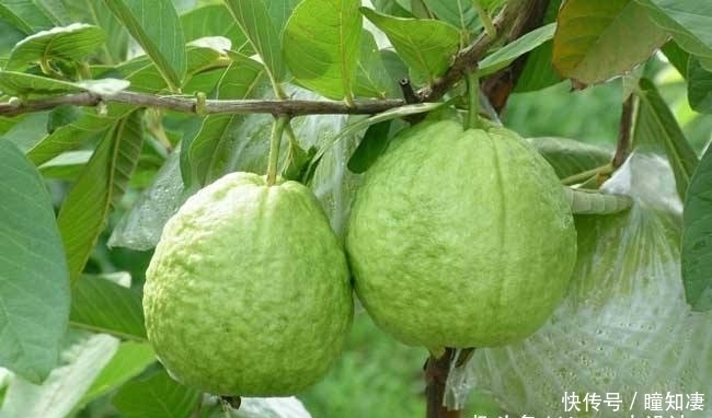 番石榴|三种泰国便宜的水果,山竹、芭蕉、番石榴,在中国却卖的很贵!