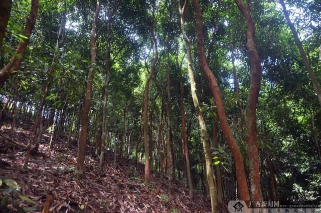  太坪村|「脱贫防城」“摇钱树”给村民们摇来别墅汽车