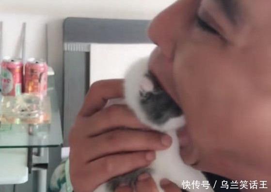  妈妈|主人抓住小奶猫拼命往嘴里塞 猫妈妈的表情瞬间亮了