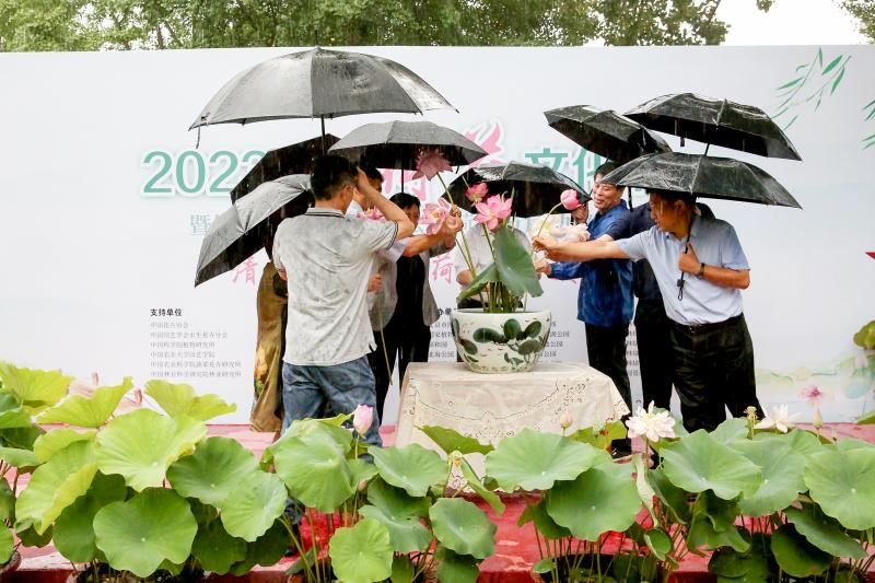 北京荷花文化节开幕  打卡荷花展区可获“购花券”