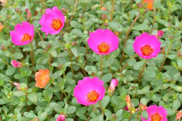 明白|用马齿笕泡水,可以使白发变黑发?其实不全对,看完终于明白了