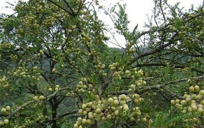  市场|又一野果成熟，市场常年热卖，一斤3元亩产4千斤，却少有人种植