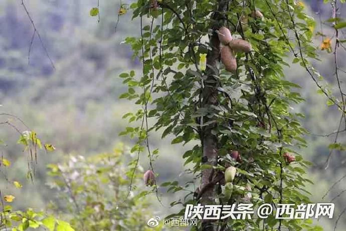 八月|紫阳秦巴山里的野生八月瓜熟了 香甜滑嫩美味可口难得吃到