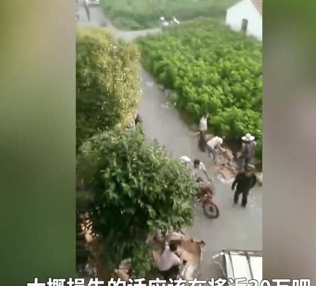  大萝卜|十万吨猪肉被哄抢后，我想起了南京大萝卜的憨憨劲