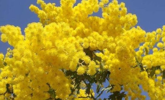 糖分|金合欢的药用不容小觑，帮助消化，控制身体的糖分！你一定要知道