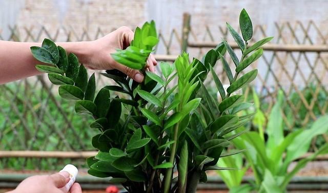  寓意|高雅寓意好的树，摆在庭院或客厅，好彩头有了