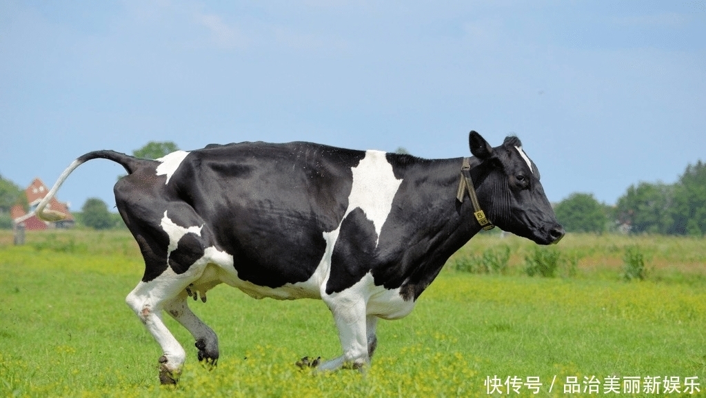 七天|大金牛:未来七天咸鱼翻身,遇贵人迎财神,偏财运势旺