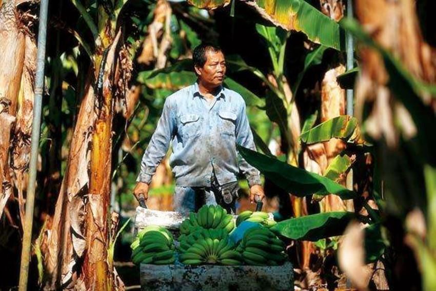 香蕉|美国史上两次“香蕉战争”,一次跟香蕉有关,一次却跟香蕉不沾边