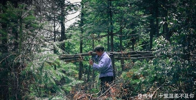  砍柴|男子上山砍柴，捡回一窝小东西，长大后笑得合拢嘴