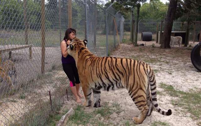  全过程|老虎7年后与救命恩人重逢，将女子扑倒在地，镜头记录下全过程！