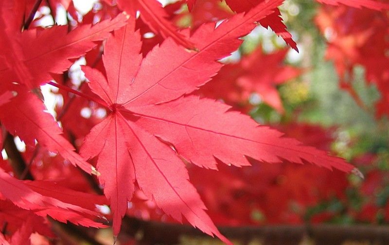 中旬|8月中旬开始，桃花不断，爱意弥漫，牵手真爱幸福一生的4大生肖