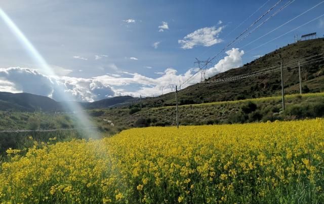  走失|新藏线挑战第二十七天，边牧“拉萨”被主人领走，希望它不再走失