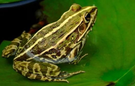  拍案|【拍案】男子深夜过江，只为处理一麻袋青蛙？