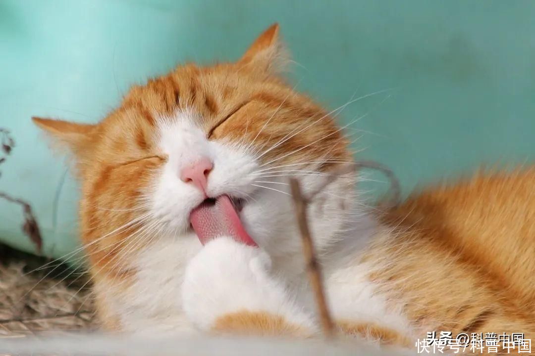 猫主子到底想干什么(猫主子到底关不关心你？这下总算有结论了)