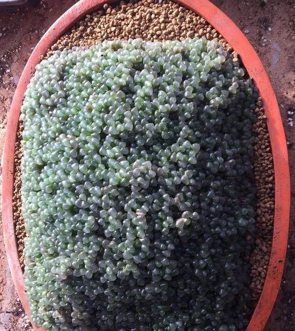 枝头|盆里扔2样东西,养花10年不烂根,叶子油光瓦亮,花苞挂满枝头!