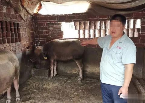 养牛场|高安三个养牛场的肉牛尿检呈阳性，3名老板被刑拘！