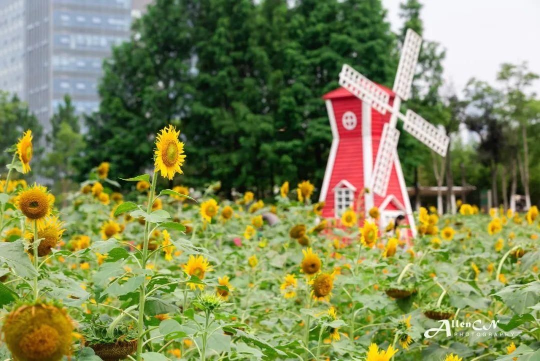  城生态走廊|疯狂暗示：“ 知道我约你来这里的原因么？” 宁波市区的这片花海自有深意！