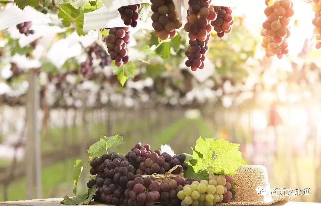  乐享|阿湖镇桃岭葡萄文化节今日开幕，?乐享甜蜜一夏吧