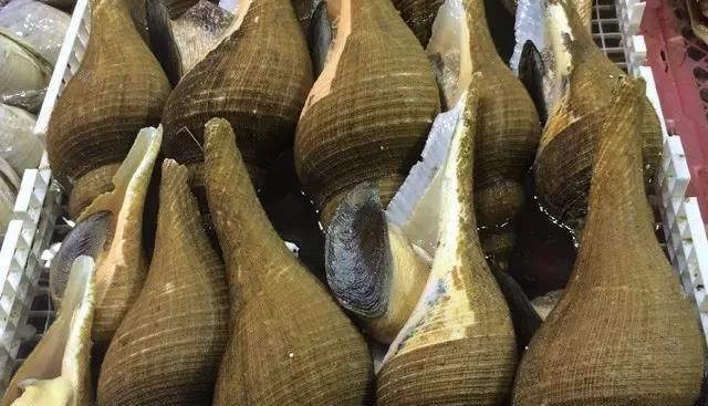 海鲜|世界上65种珍奇海鲜,贝爷都不敢说全部吃过,你吃过几种