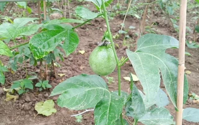  水果|鼓掌！多种热带水果在公安“安家”