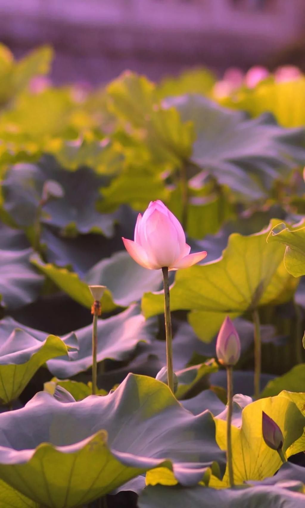  湛江市坡头区摄影协|映日荷花醉「乾塘」